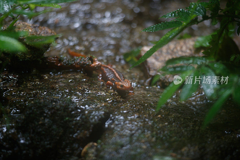 动物:成年喜马拉雅蝾螈(Tylototriton verrucosus)，也被称为鳄鱼蝾螈、鳄鱼蝾螈、喜马拉雅蝾螈和红节蝾螈。